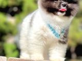 Ayıcık Boo Traşlı Özel Pomeranian
