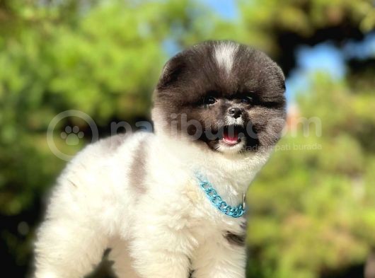 Ayıcık Boo Traşlı Özel Pomeranian görsel