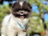Ayıcık Boo Traşlı Özel Pomeranian