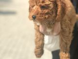 Toy Poodle Pasaportlu Garanti̇li̇ Yavrularımız