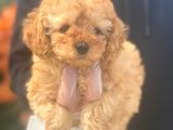 Irk Garanti̇li̇ Poodle Bebeklerimiz