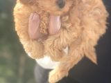 Irk Garanti̇li̇ Poodle Bebeklerimiz
