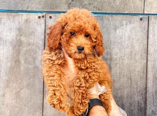 A Kali̇te Poodle Yavrularımız görsel