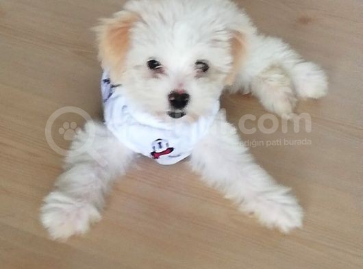 2.5 Aylık 0 Numara Maltipoo Yavrularımız görsel