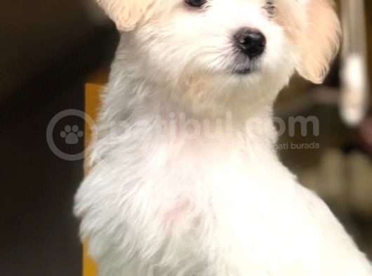 2.5 Aylık 0 Numara Maltipoo Yavrularımız görsel