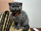 Çok Sevecen Çok Oyuncu Yavrularım