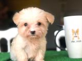 2 Aylık Tea Cup Maltese