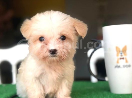 2 Aylık Tea Cup Maltese görsel