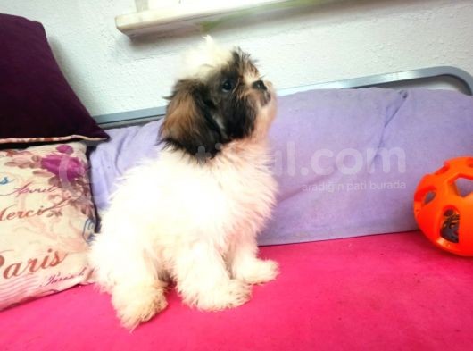 Shih Tzu( Şitsu ) Yavruları