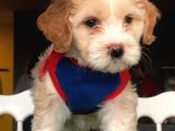 2.5 Aylık 0 Numara Maltipoo Yavrularımız