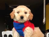 2.5 Aylık 0 Numara Maltipoo Yavrularımız