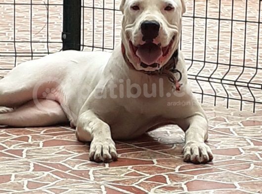 A Kalite Dogo Yavrularımız görsel
