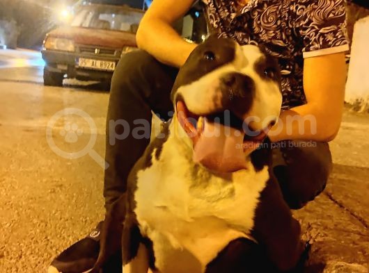 Staff Pitbull görsel