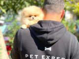AA Kalite Safkan  Pomeranian Oğlumuz