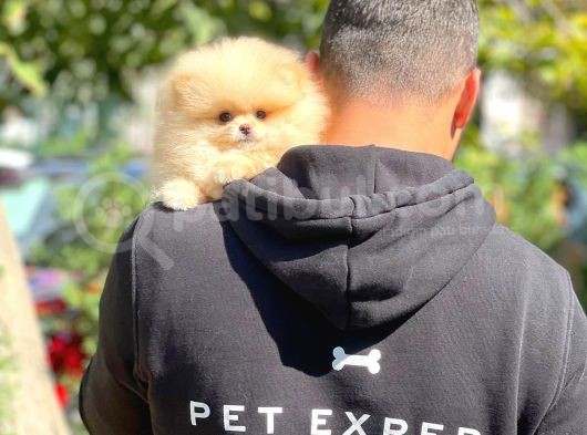 Aa Kalite Safkan  Pomeranian Oğlumuz