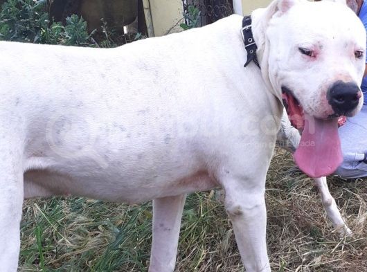 A Kalite Dogo Yavrularımız görsel