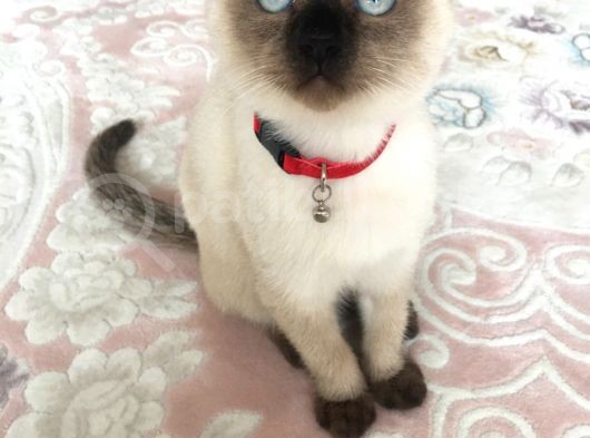 Dişi Blue Point Çikolata görsel