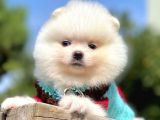 Orijinal Teddy Bear Pomeranian Boo