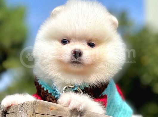 Orijinal Teddy Bear Pomeranian Boo