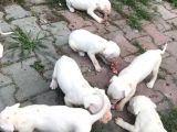 Saf Kan Dogo Argentino Yavru Ve Damızlık