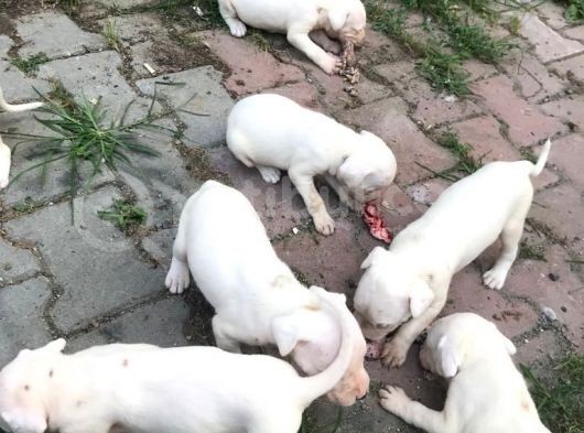 Saf Kan Dogo Argentino Yavru Ve Damızlık görsel