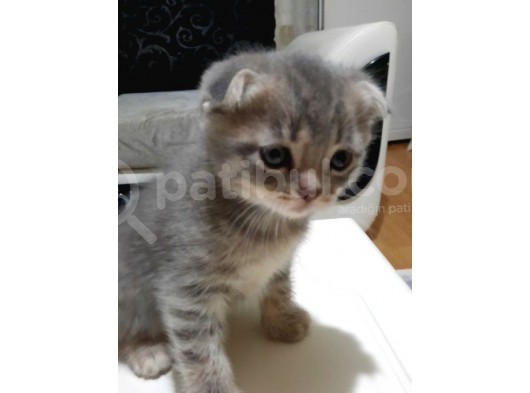 Oyuncu Scottish Fold Duman görsel