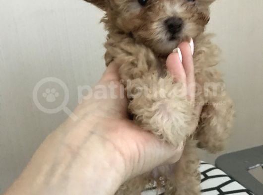 Orijinal Toy Poodle görsel