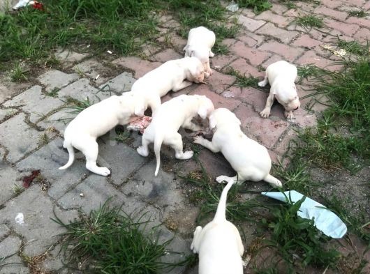 Saf Kan Dogo Argentino Yavru Ve Damızlık