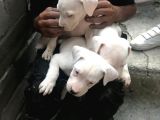 Saf Kan Dogo Argentino Yavru Ve Damızlık