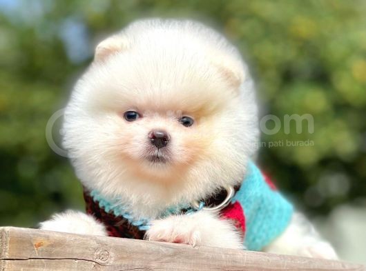 Orijinal Teddy Bear Pomeranian Boo görsel