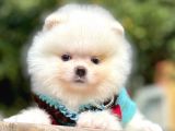 Orijinal Teddy Bear Pomeranian Boo