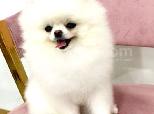Pomeranian Boo Yavruları görsel