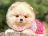 Orijinal Teddy Bear Pomeranian Boo