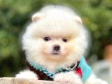 Orijinal Teddy Bear Pomeranian Boo