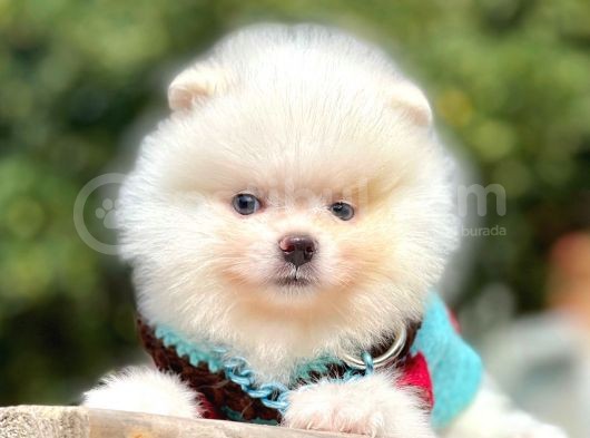 Orijinal Teddy Bear Pomeranian Boo görsel