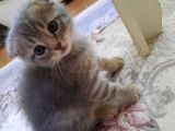 Oyuncu Scottish Fold Duman