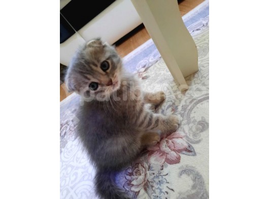 Oyuncu Scottish Fold Duman görsel