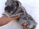 Blue Merle