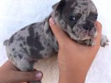 Blue Merle