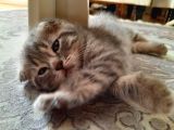 Oyuncu Scottish Fold Duman