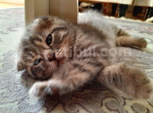 Oyuncu Scottish Fold Duman görsel