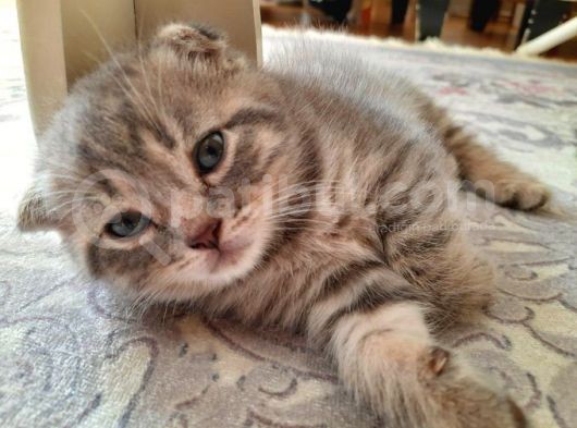Oyuncu Scottish Fold Duman görsel