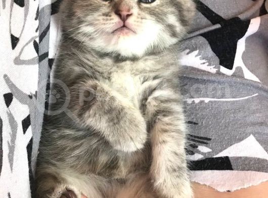 Scottish Fold Yavru 2.5 Aylık görsel