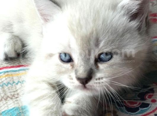 Scottish Fold Yavru 2.5 Aylık görsel