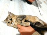 Scotti̇sh Strai̇ght Ny25 Black Golden Di̇şi̇ Yavrumuz