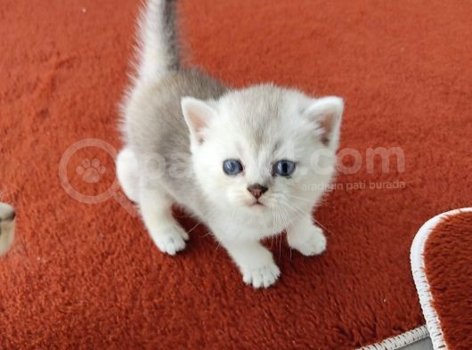 Show Kali̇te Safkan Ns11 görsel