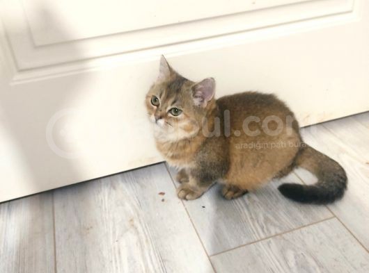 Scotti̇sh Strai̇ght Ny25 Black Golden Di̇şi̇ Yavrumuz