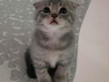 Oyuncu Scottish Fold Duman