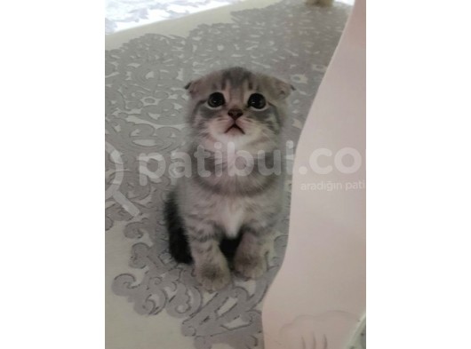 Oyuncu Scottish Fold Duman görsel