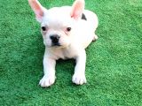Fransız Bulldog Yavru İlanı Izmir